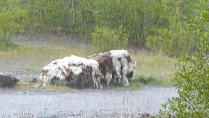 Raining again!!